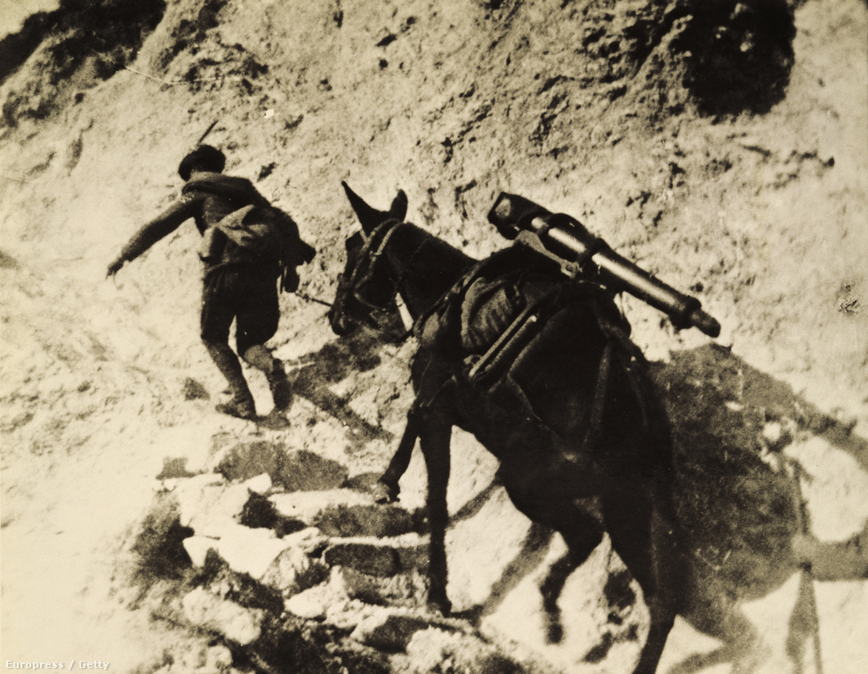 1915, teherhordó szamár az isonzói fronton 
